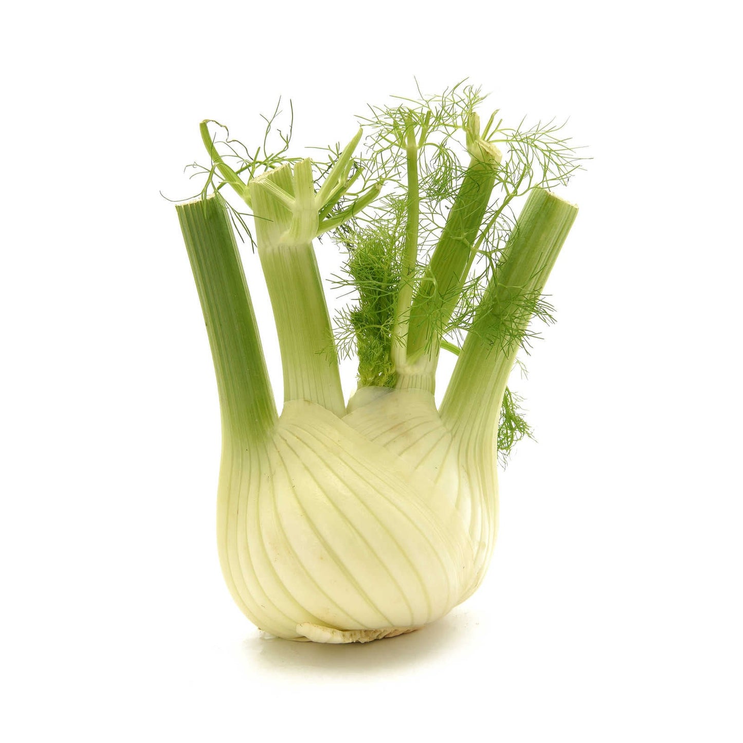 Fenouil | 3,58 €/kg | 500 gr